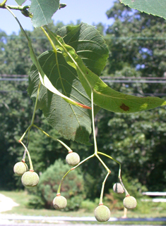 American Basswood