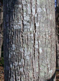 American Basswood