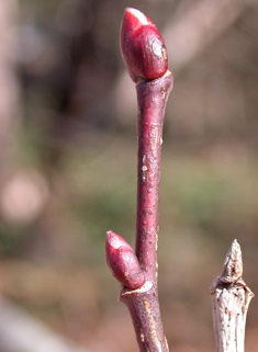 American Basswood