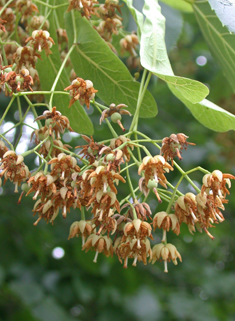 American Basswood