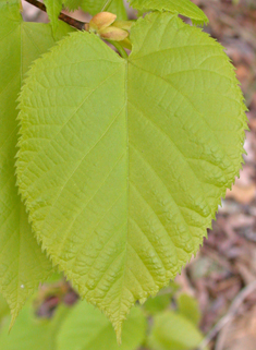 American Basswood