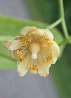 American Basswood