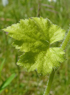 Pick-a-back-plant