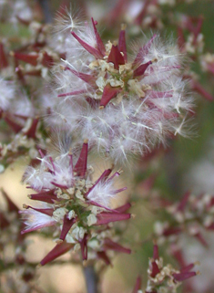 Common Tamarisk