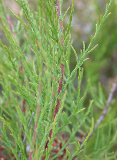 Common Tamarisk