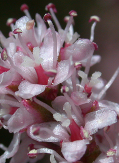 Common Tamarisk