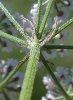 Upright Hedge-parsley