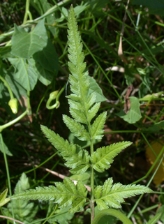 Upright Hedge-parsley