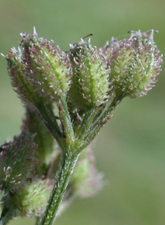 Upright Hedge-parsley