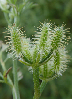Slender-leaved Hedge-parsley