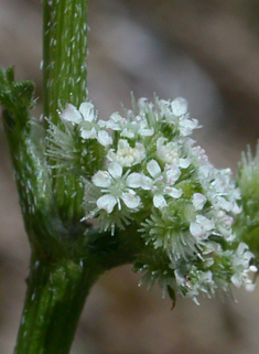 Knotted Hedge-parsley