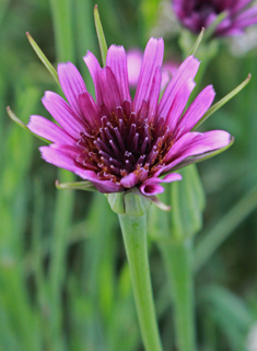 Salsify