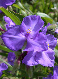 Virginia Spiderwort