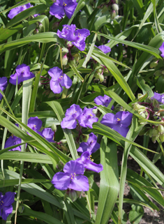 Virginia Spiderwort