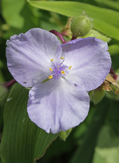 Virginia Spiderwort