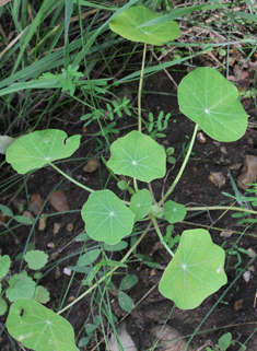 Large Nasturtium