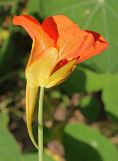 Large Nasturtium