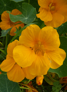 Large Nasturtium