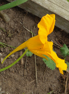 Large Nasturtium