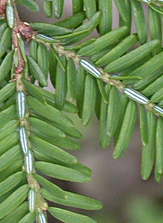 Eastern Hemlock-spruce
