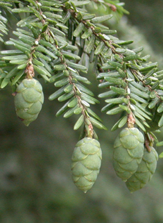 Eastern Hemlock-spruce