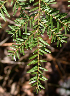 Western Hemlock-spruce