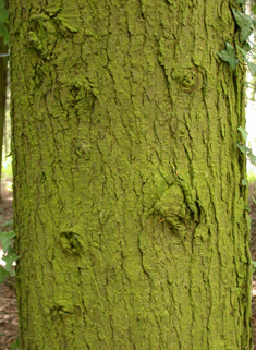Western Hemlock-spruce