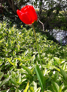 Gesner's Tulip