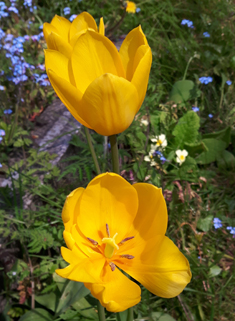 Gesner's Tulip