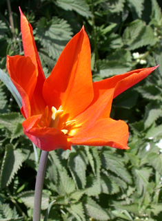 Gesner's Tulip