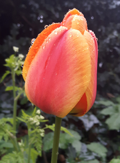 Gesner's Tulip