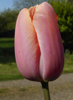 Gesner's Tulip