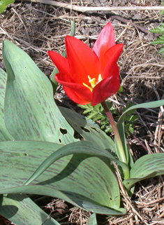 Greig's Tulip