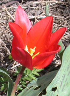 Greig's Tulip