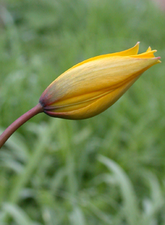 Wood Tulip