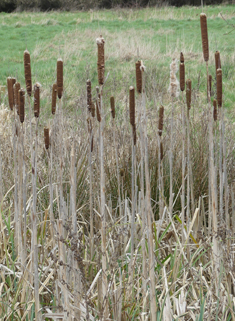 Common Bulrush