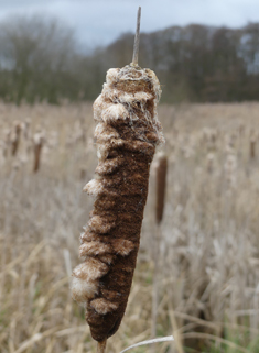 Common Bulrush