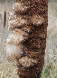 Common Bulrush