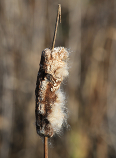 Common Bulrush