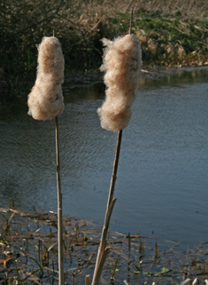 Common Bulrush