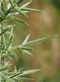 Common Gorse