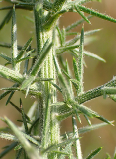 Common Gorse