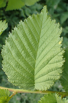 Ulmus Lutèce