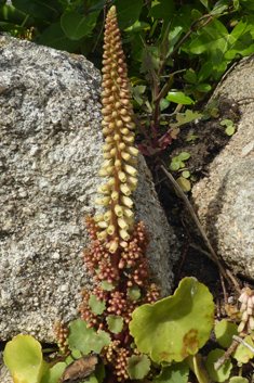 Common Navelwort