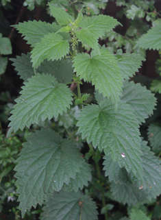 Common Nettle