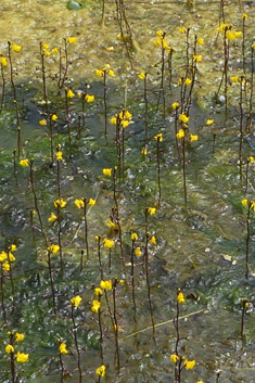 Greater Bladderwort