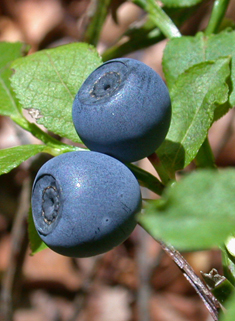 Common Bilberry