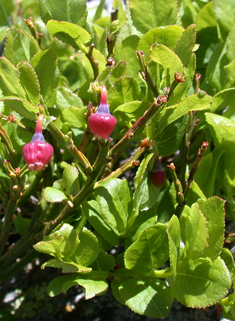 Common Bilberry