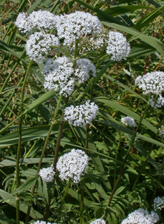 Common Valerian