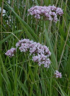 Common Valerian